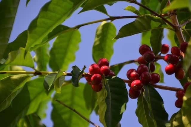 Kona Coffee Cherries