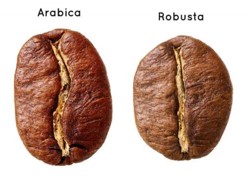 Robusta and Arabica coffee beans