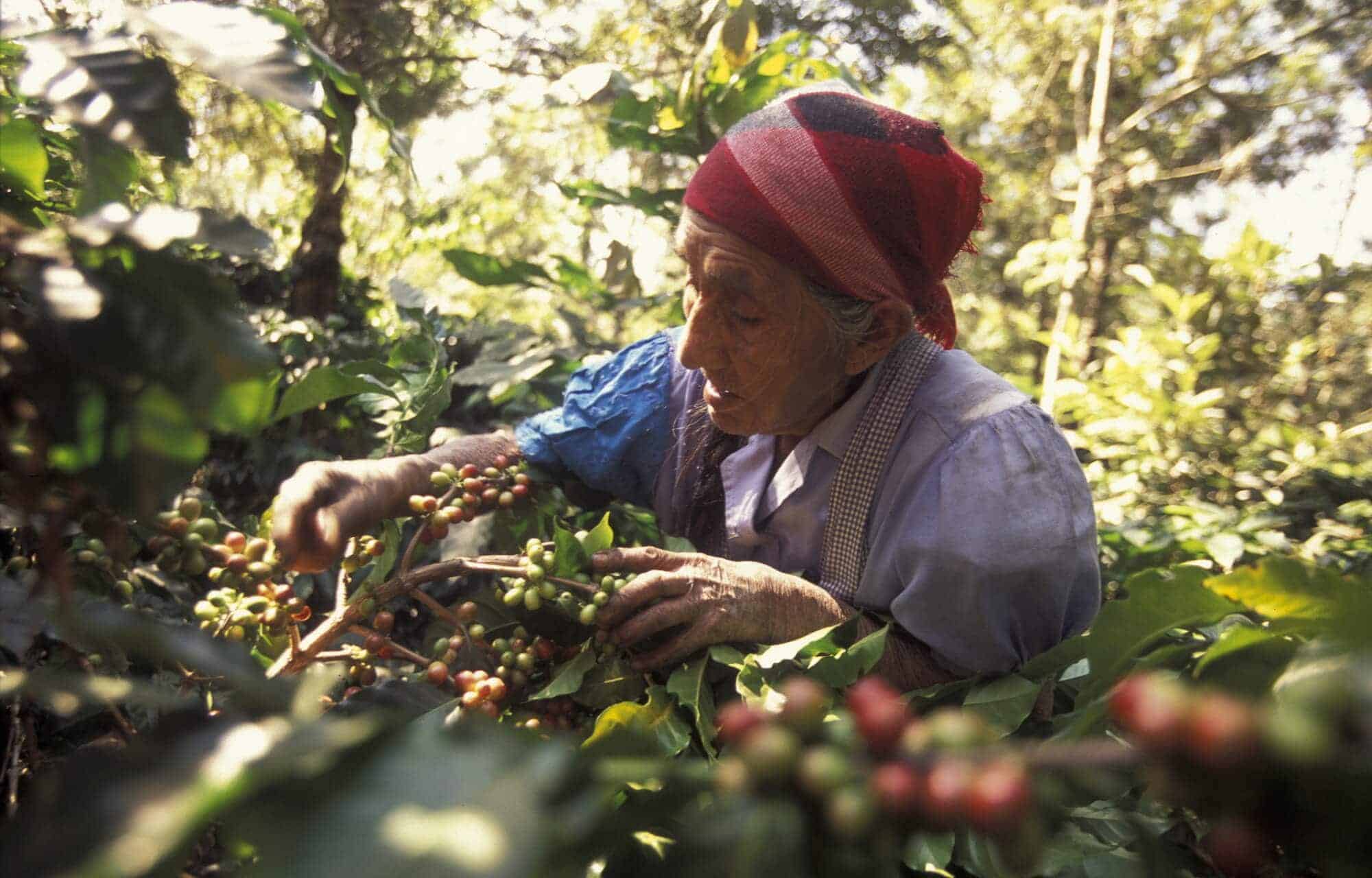 picking coffee