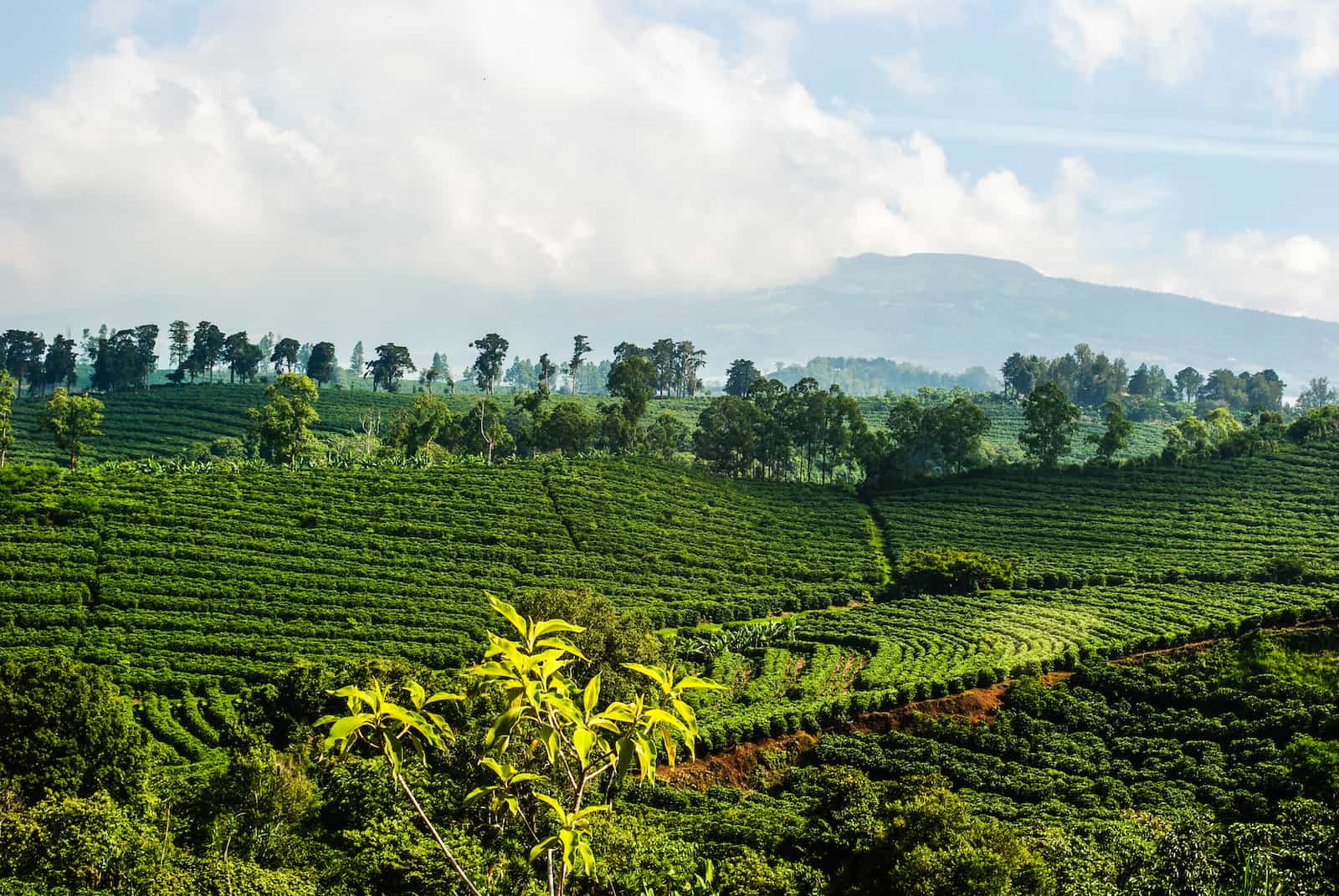 All You Need to Know About Costa Rican Coffee