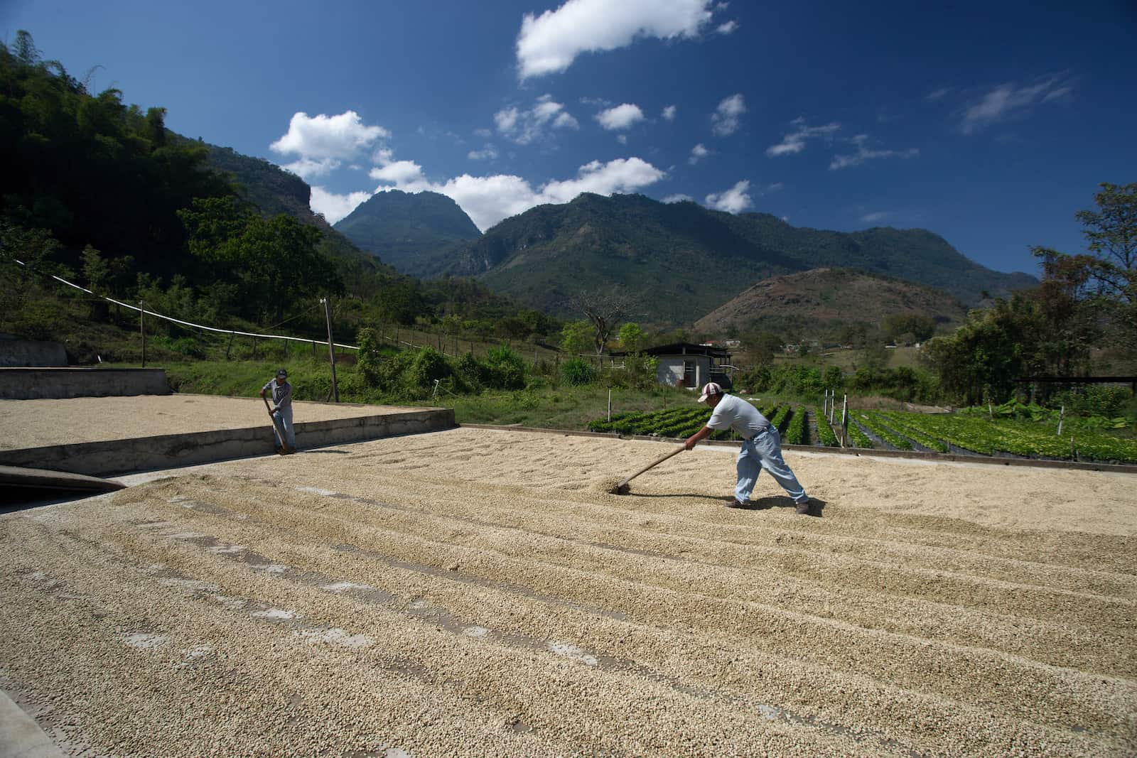 drying coffee beans in guatemala