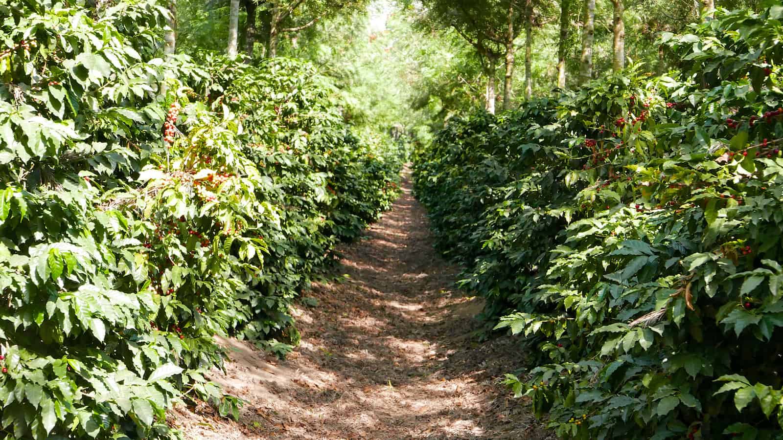 guatemala antigua