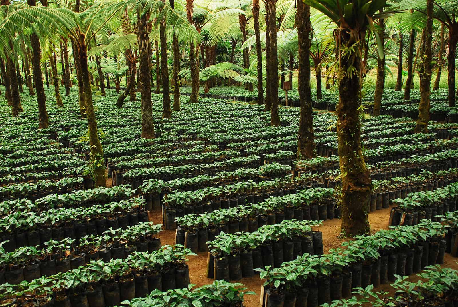 rainforest in guatemala