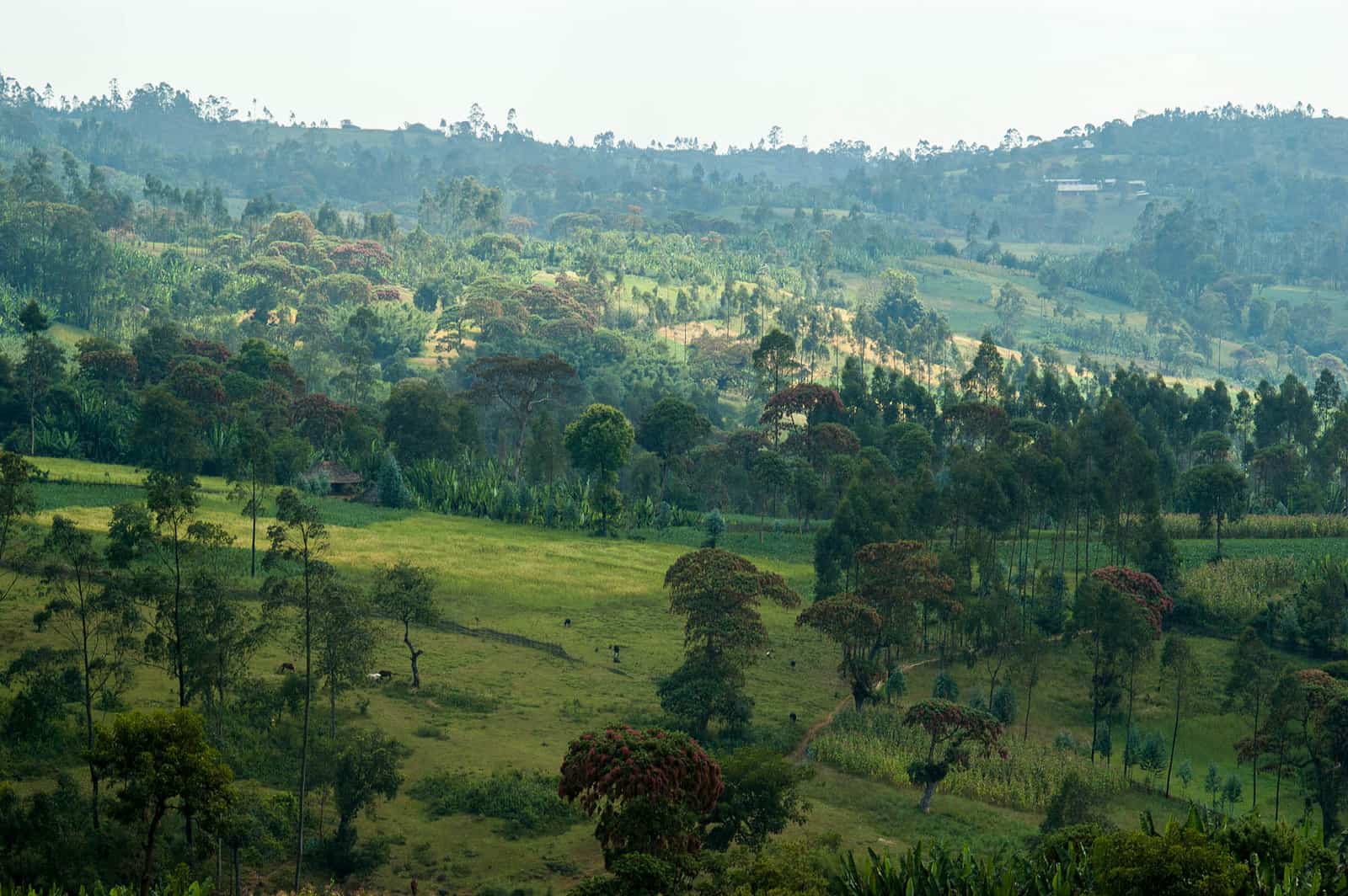 Ethiopia coffee