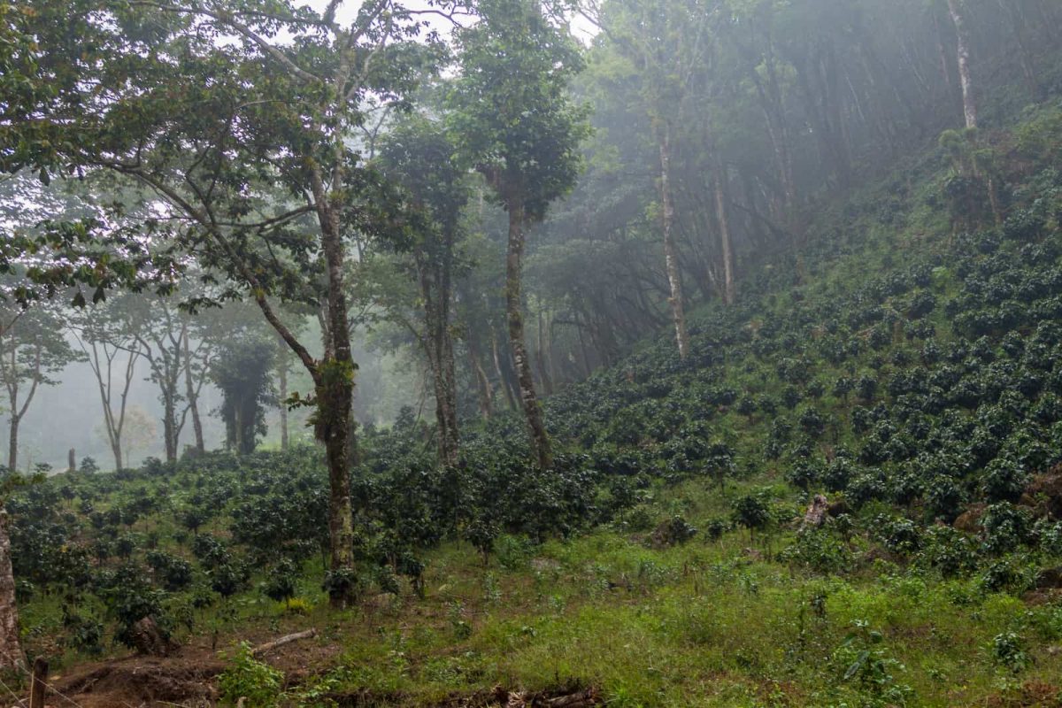 Coffee plantation near Yojoa lake, Honduras