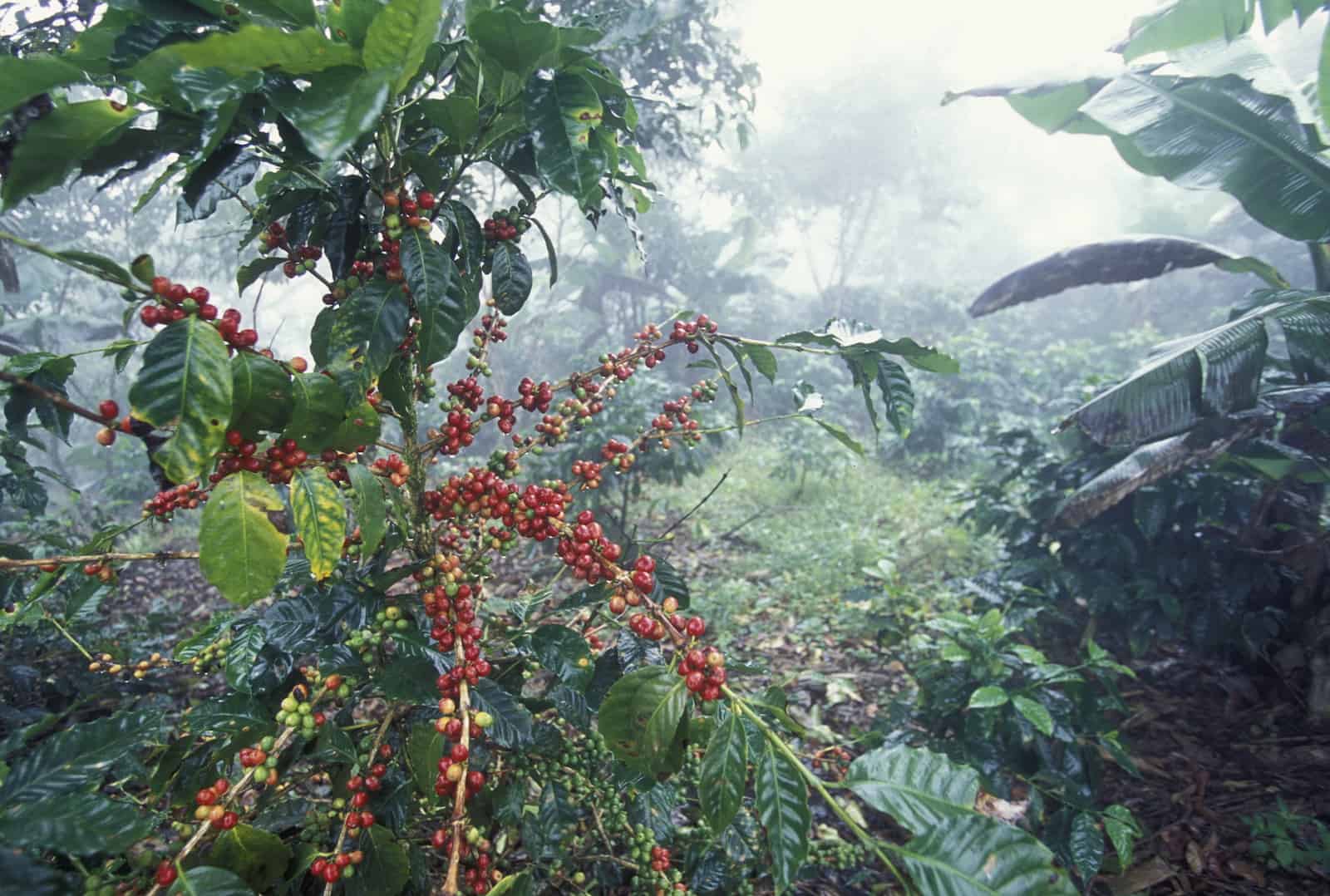 The coffee Plantations in the Hills of Copan in Honduras in Central America,