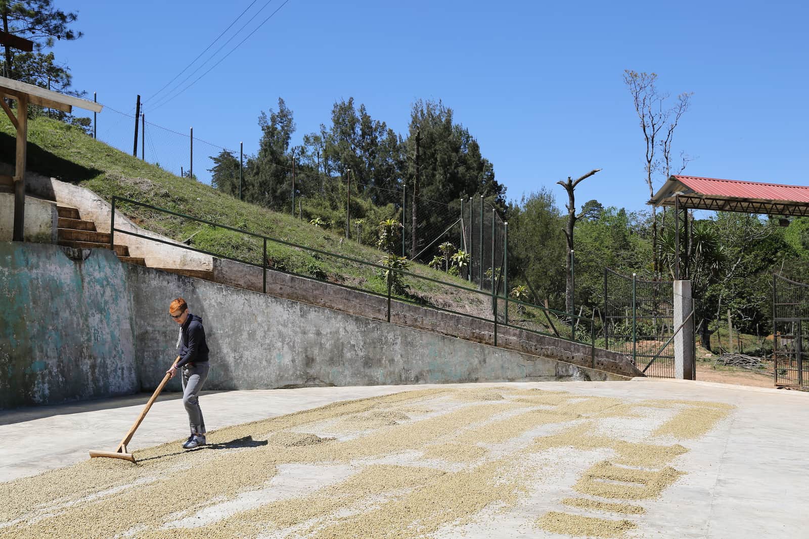 drying coffee in honduras