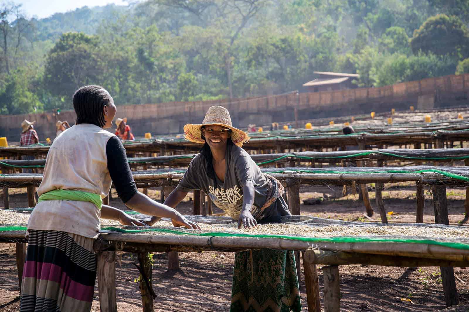 green coffee in in Ethiopia