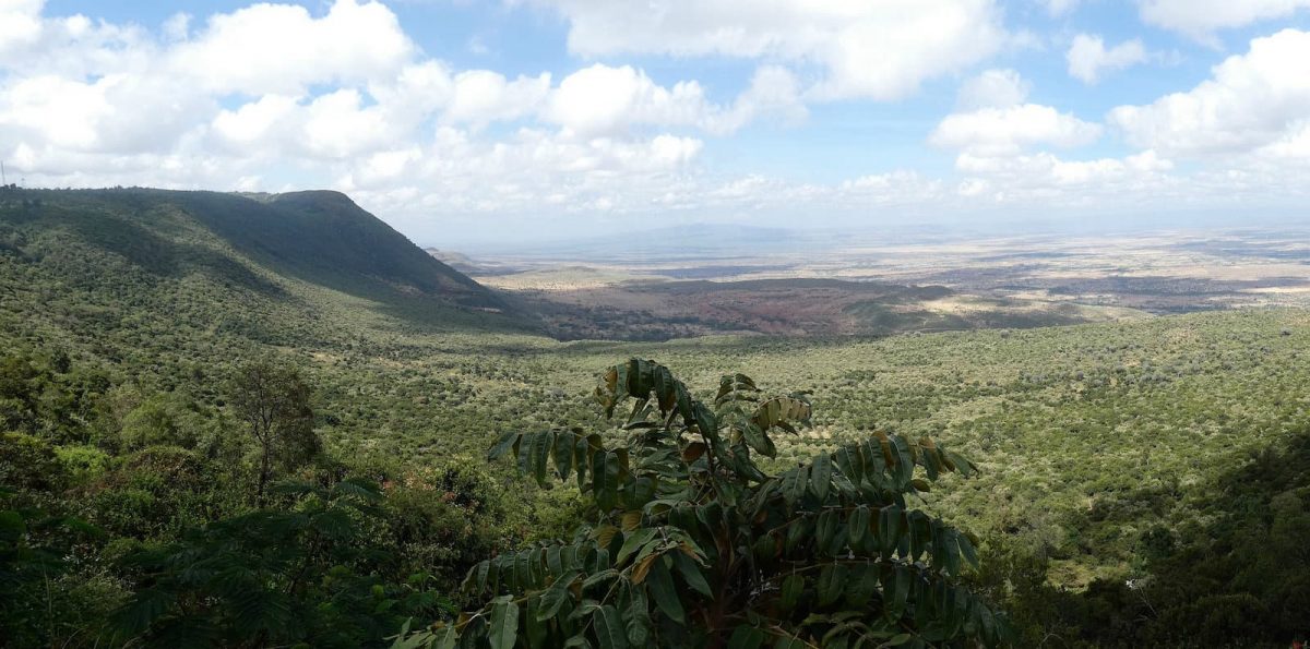 kenyan coffee