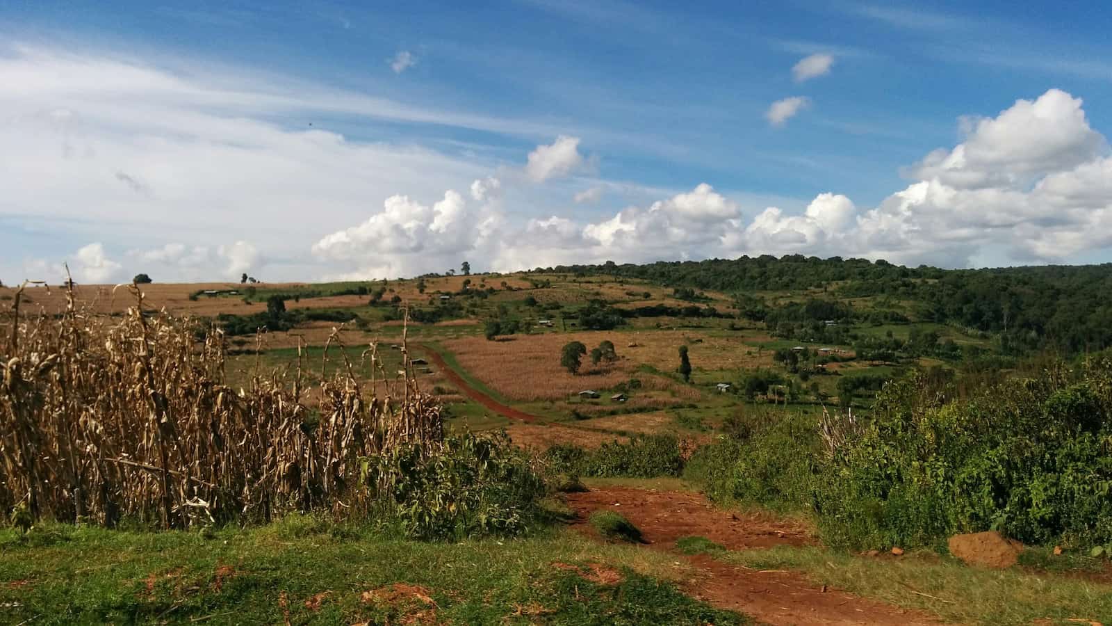 kenya farms