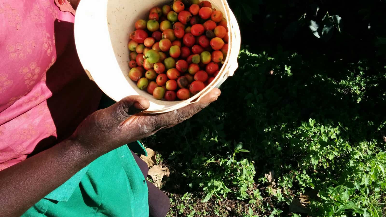 picking coffee in kenya