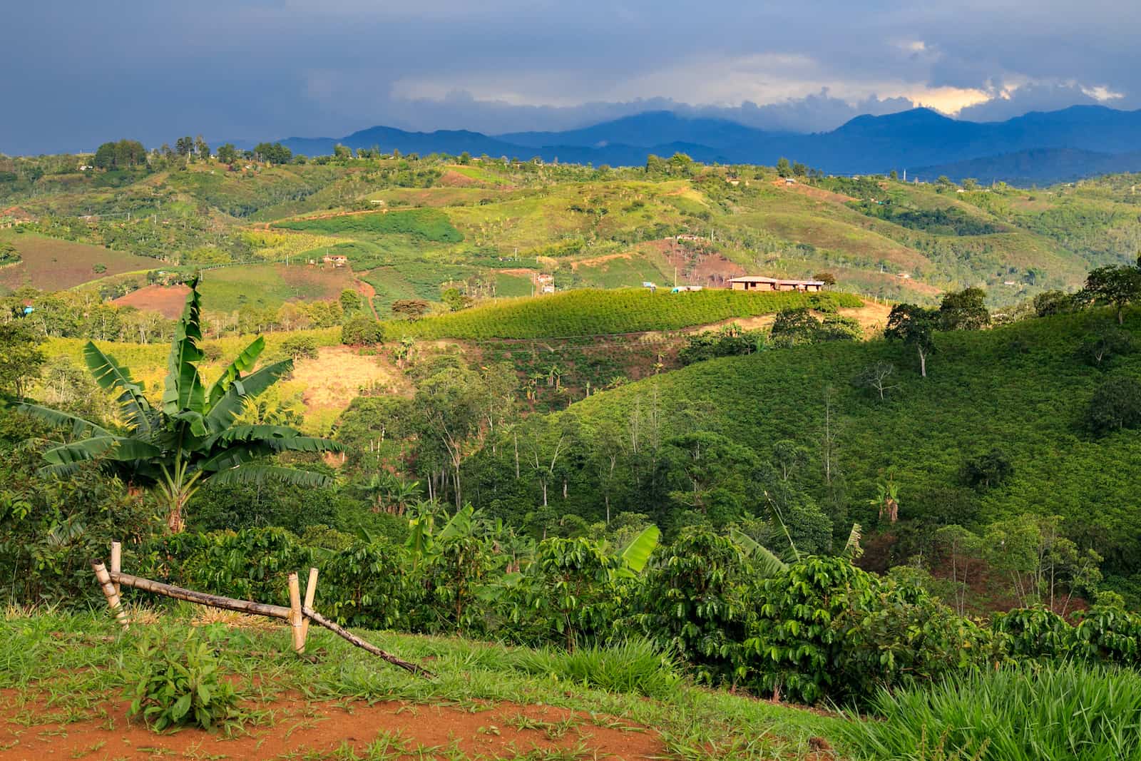 colombian coffee farm