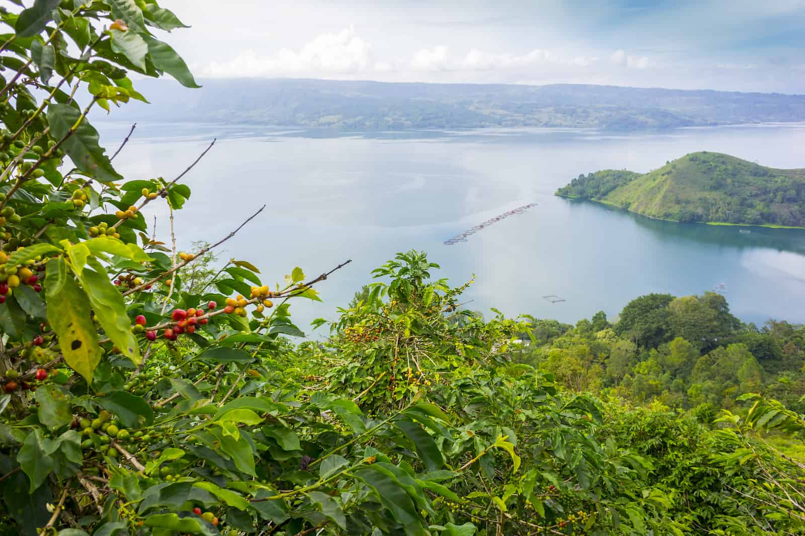 lake toba, indonesia from coffee farm