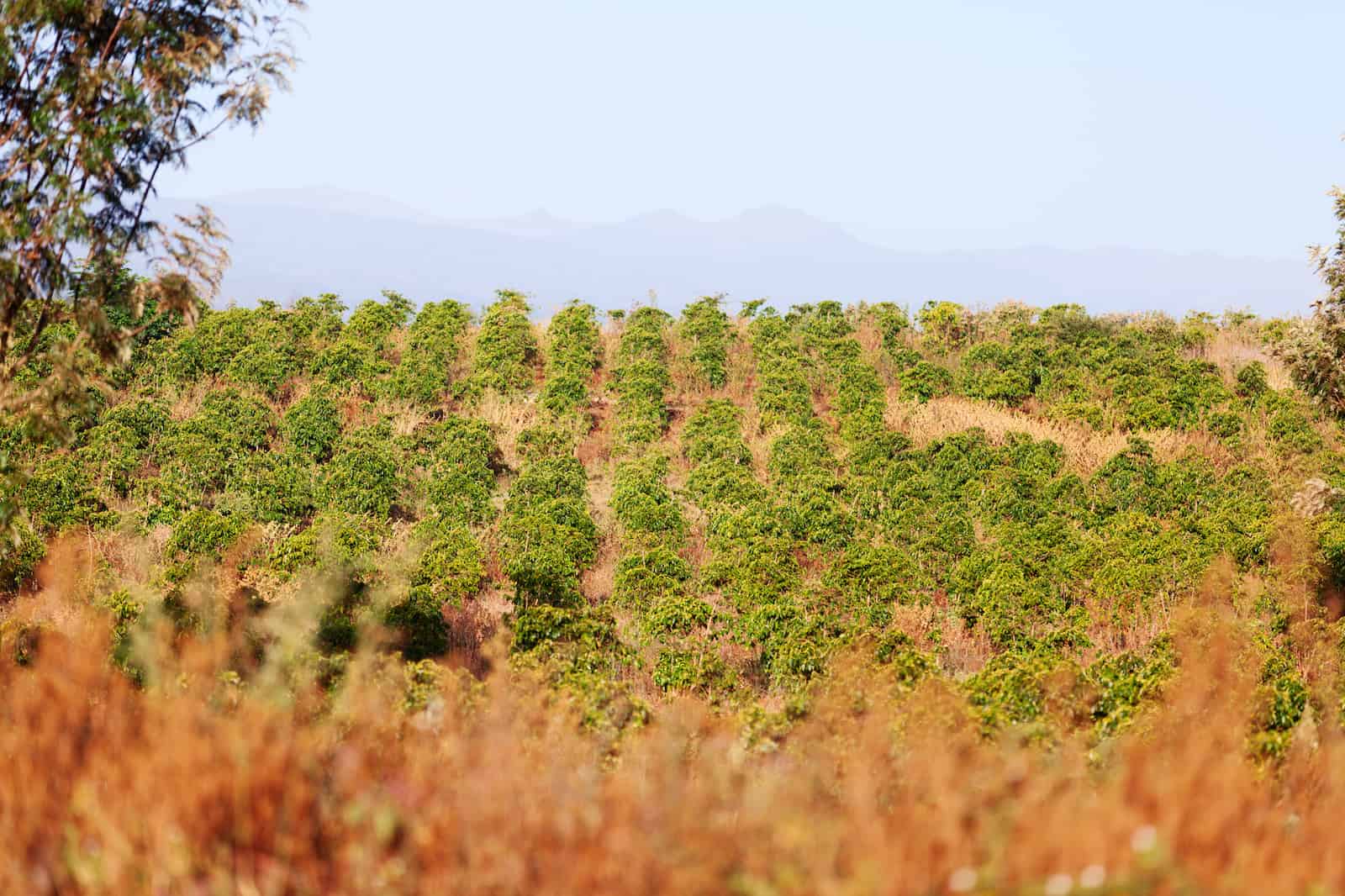 Coffee plantation, Kenya