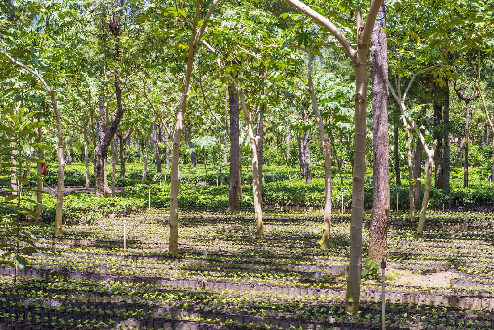Guatemala coffee plantation