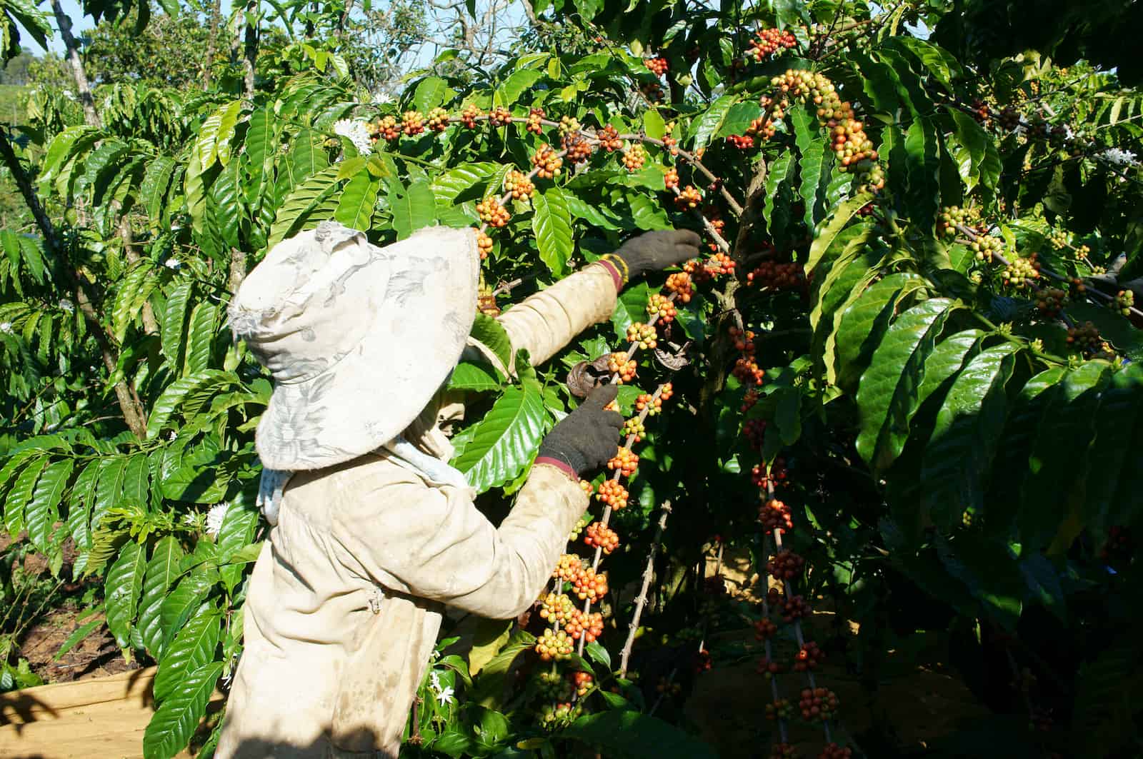 Vietnamese farmer pick coffee bean