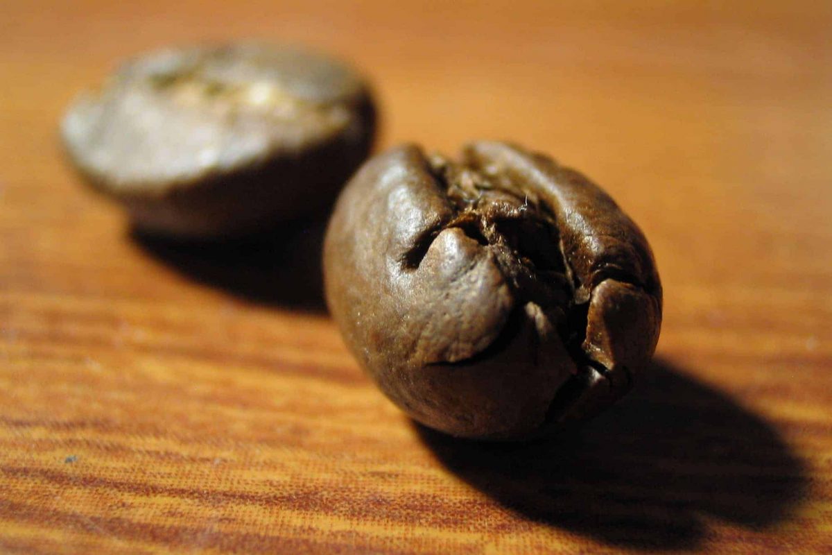 peaberry coffee bean