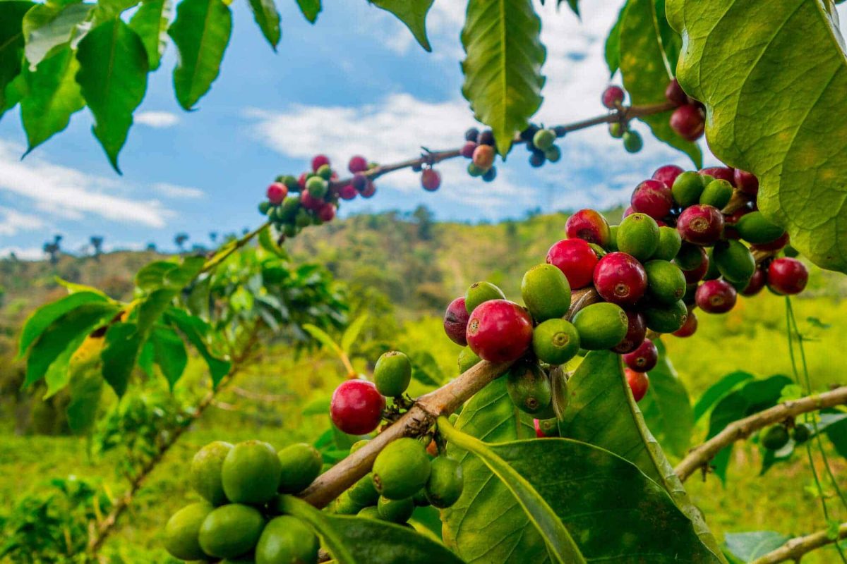 what is direct trade coffee
