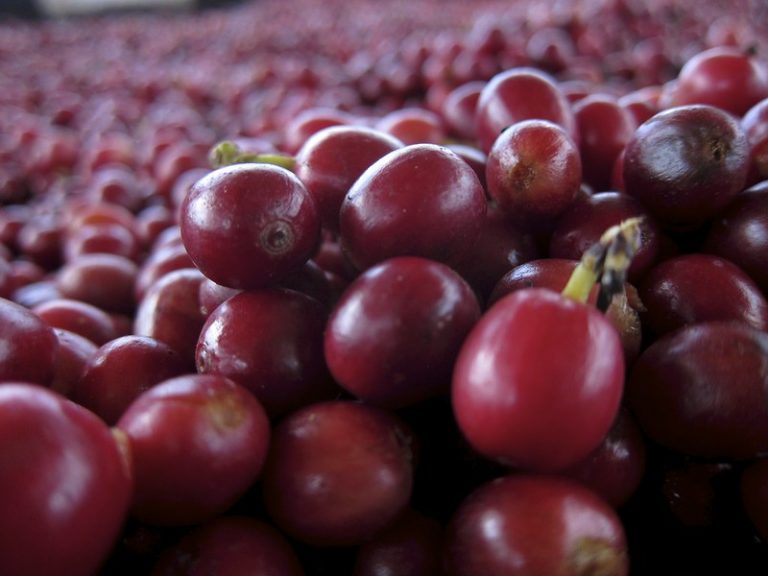 What is a Coffee Cherry? More Coffee Savvy