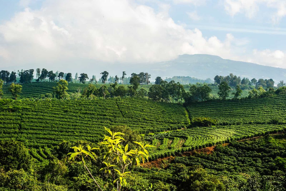 Costa Rica Coffee Plantation