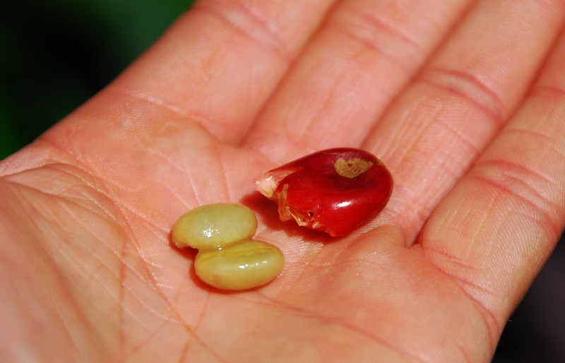 Coffee Cherry Seed and Cherry