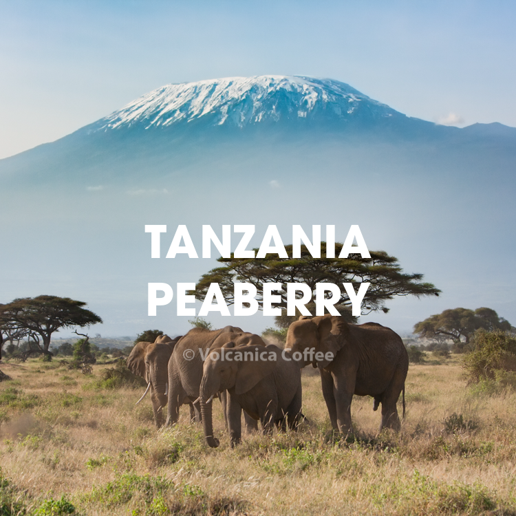 TANZANIA PEABERRY