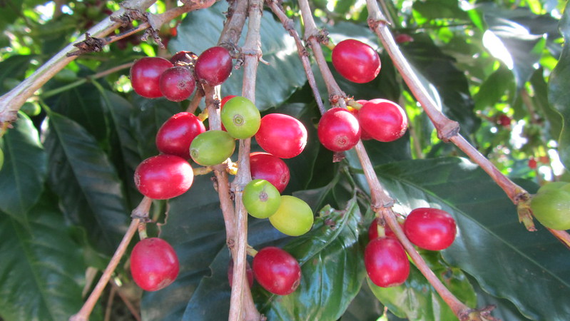 coffee cherries on a tree