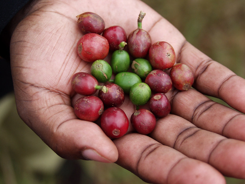 coffee cherry seeds