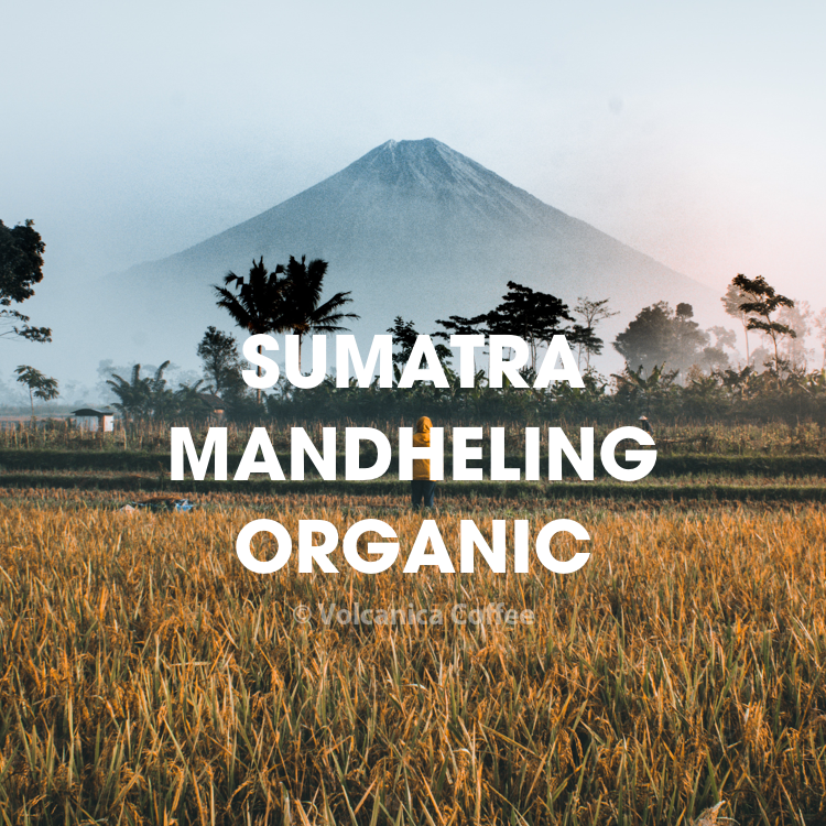 sumatra mandheling organic