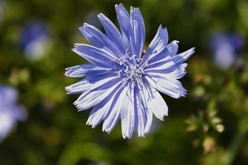 Feature image chicory flower