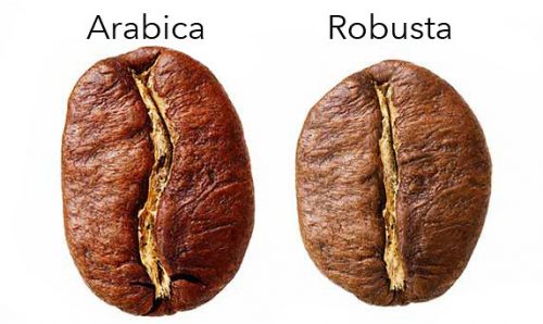 arabica and robusta coffee bean