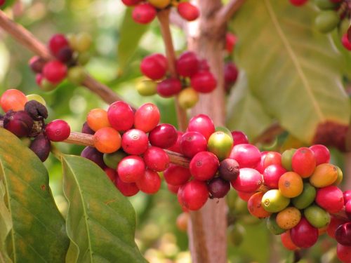 arabica coffee beans