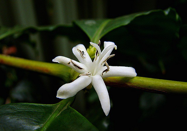 گیاه گل عربیکا
