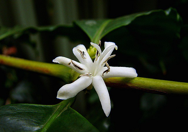 Feature image arabica plant flower