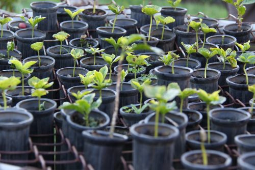 coffee saplings